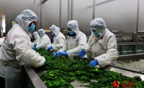 年产值50亿元 河南虞城荠菜撬动乡村振兴新动能