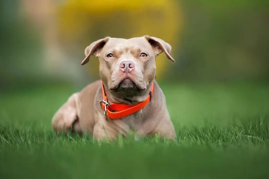 男子遛狗时想上厕所，嫌狗打闹解开狗绳，两只比特犬将路人撕咬致死，狗主人 ...