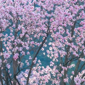 徒步党的春天！九皇山辛夷花已开爆，徒步奖牌还能换福利｜我心目中的“锦绣 ...