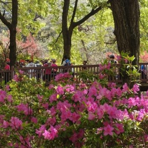 35万余株杜鹃竞相绽放！黑龙潭公园漫山繁花迎客来