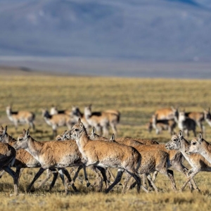 特稿丨共建万物和谐的美丽家园——全球生物多样性保护的中国贡献 ...