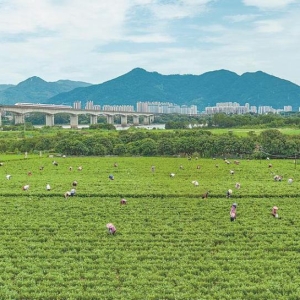 福建“土特产” 从“建群”到“破圈”