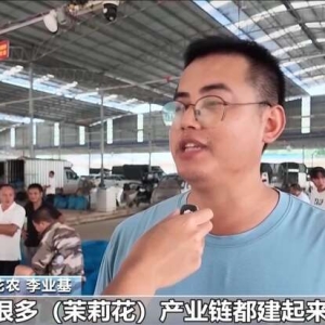 多方合力 广西横州茉莉花产业链灾后突围